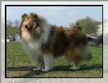 D�ugow�osy, Collie