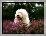 G�owa, Owczarek staroangielski Bobtail, wrzosy