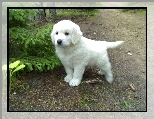Bia�y, ma�y, piesek