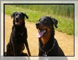 Beauceron, obro�a, �a�cuch
