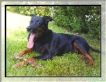 Owczarek francuski Beauceron, j�zor, kij